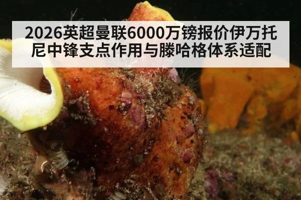 2026英超曼联6000万镑报价伊万托尼中锋支点作用与滕哈格体系适配