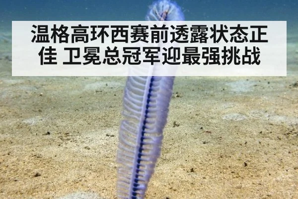 温格高环西赛前透露状态正佳 卫冕总冠军迎最强挑战